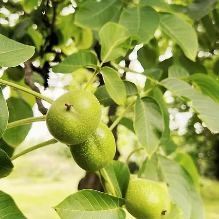 Daire Golebi Puch - Przytulny Na Wylacznosc *